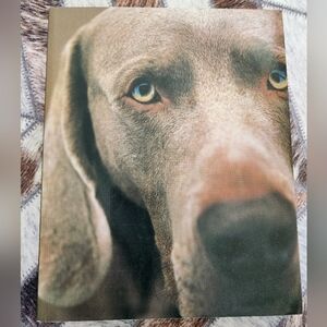 Polaroids Weimaraner Art Book